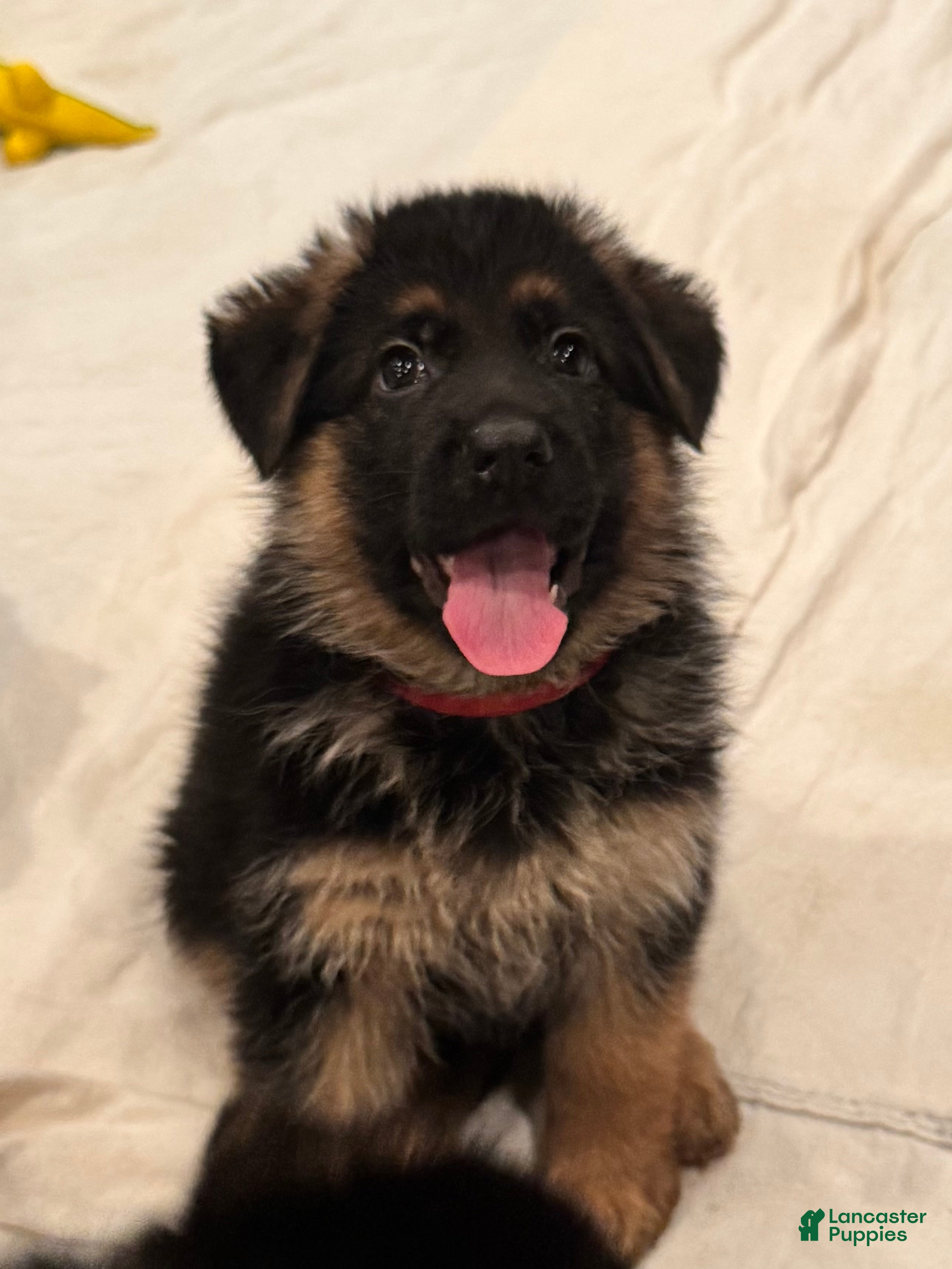 German Shepherd dogs German Shepherd Puppy 1 - Ad 41