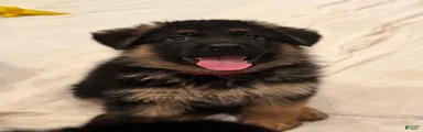 German Shepherd Puppy 1