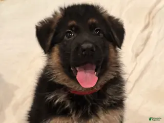 German Shepherd dogs German Shepherd Puppy 1 - Ad 41