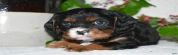 Cavalier King Charles Spaniel dogs for sale: Cavalier King Charles Spaniel 1 - Ad 5