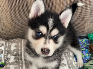 Pomsky dogs DOC - Ad 25