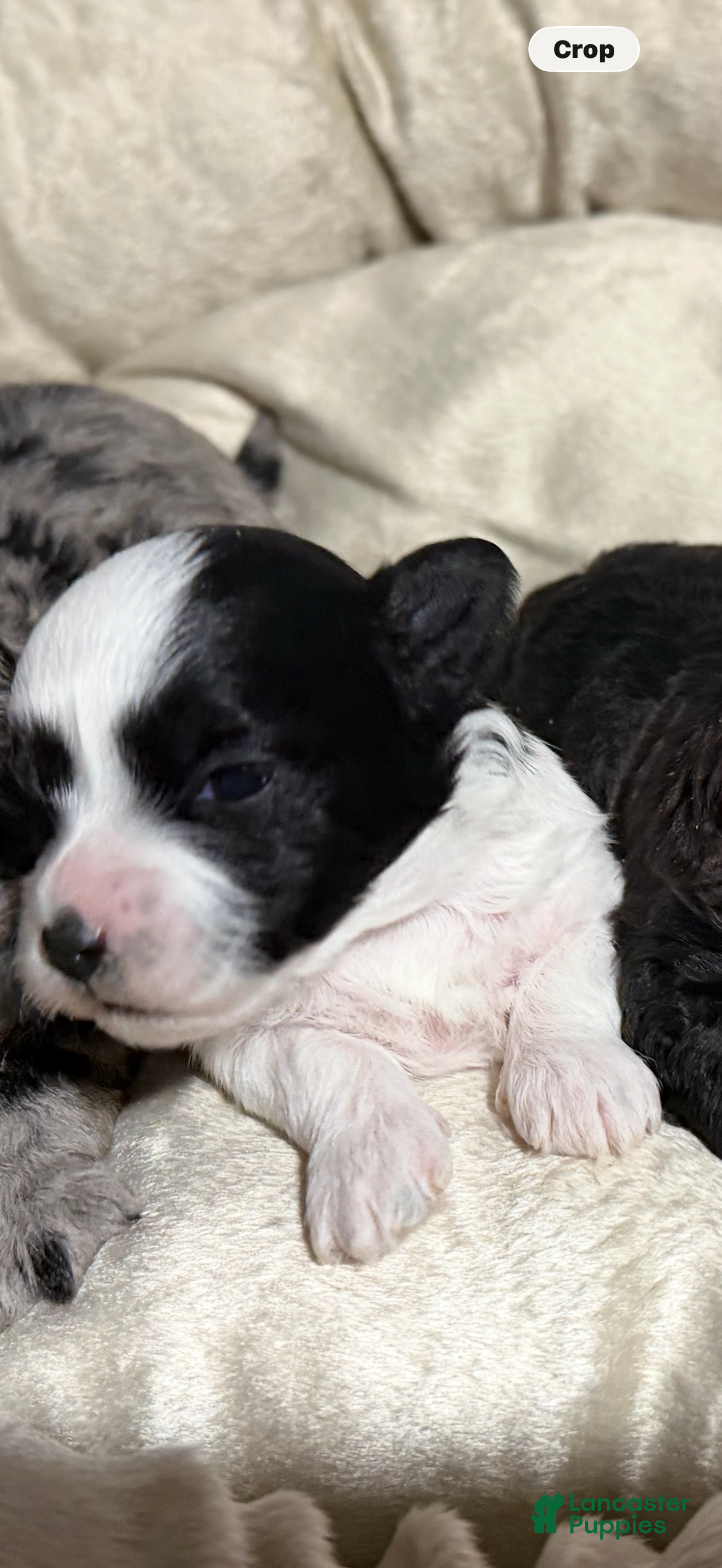 Maltipoo dogs Maltipoo Puppy 3 - Ad 7