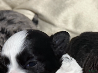 Maltipoo dogs Maltipoo Puppy 3 - Ad 2