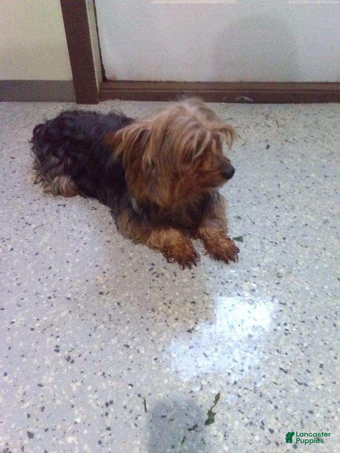 Yorkshire Terrier dogs for sale: CODY - Ad 22