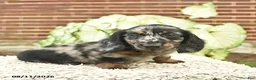 Miniature Dachshund dogs for sale: Cruz  - Ad 3