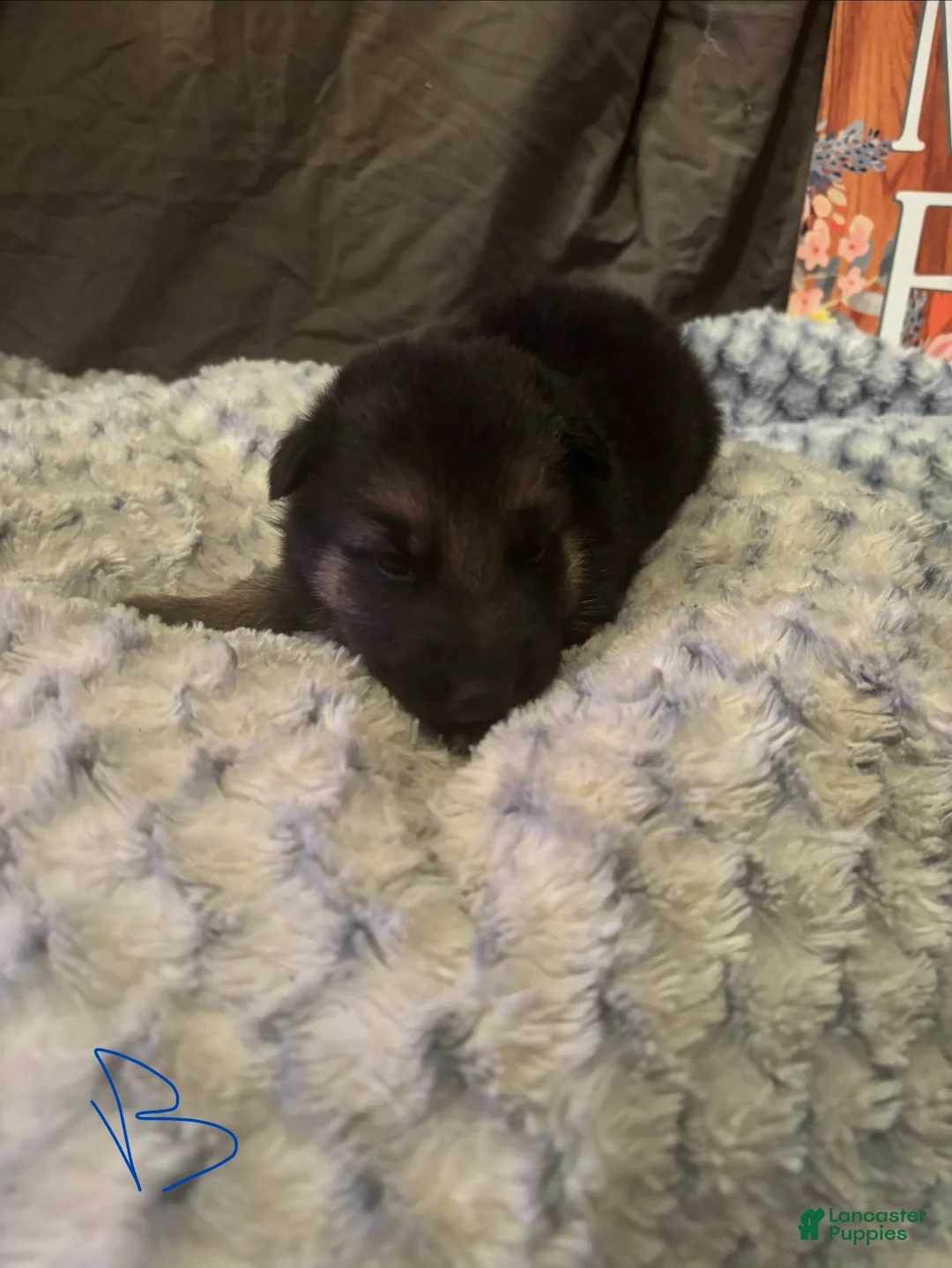 German Shepherd dogs for sale: Boy 1 - Ad 2