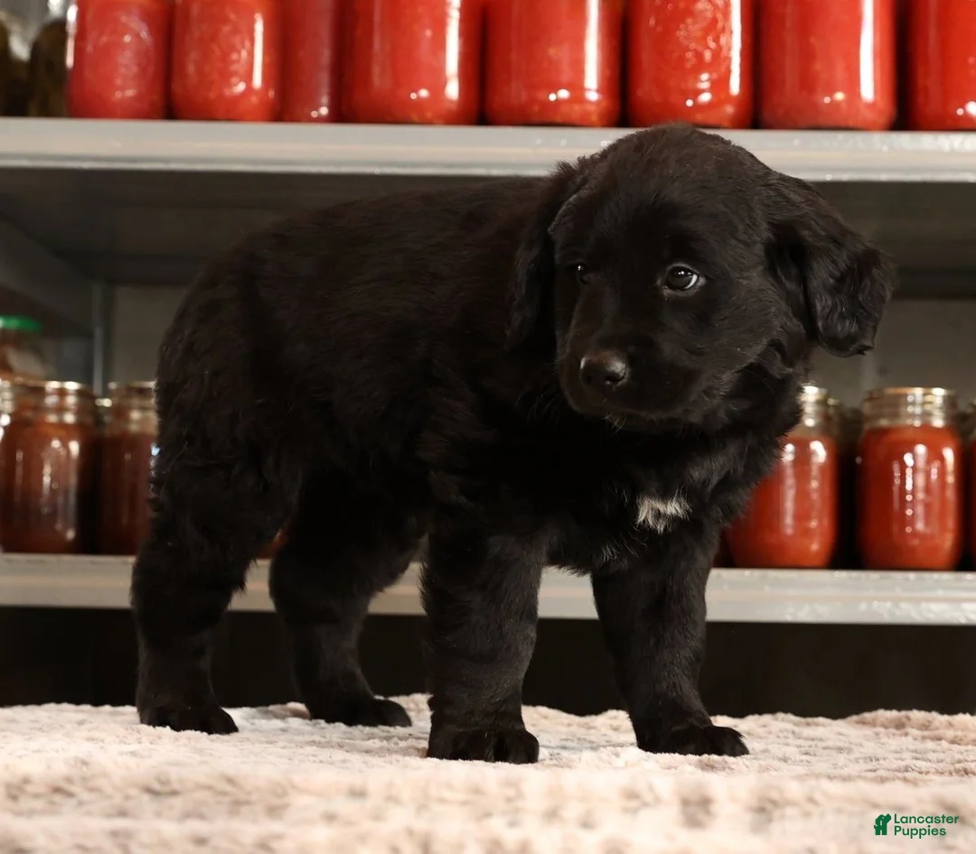 Mini Goldendoodle dogs for sale: Kendall - Ad 8