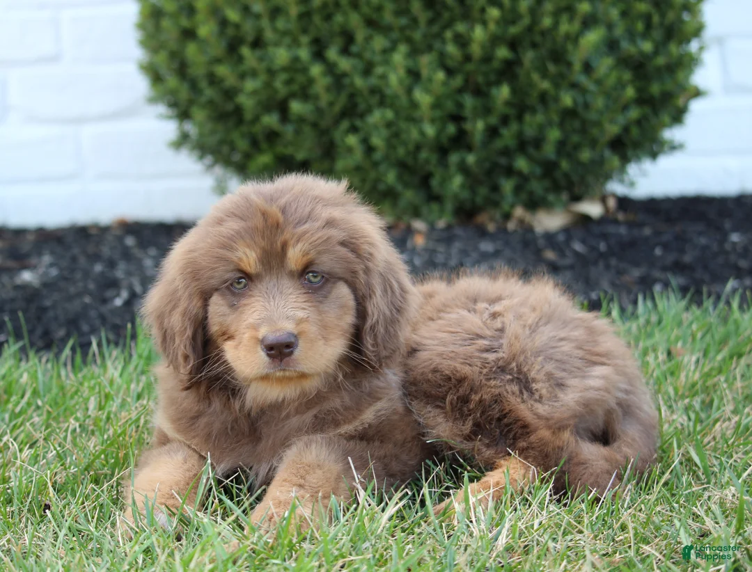 Mixed Breed dogs for sale: Sandy - Ad 1