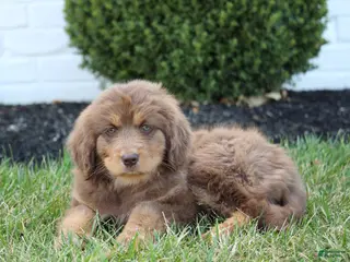 Mixed Breed dogs for sale: Sandy - Ad 2