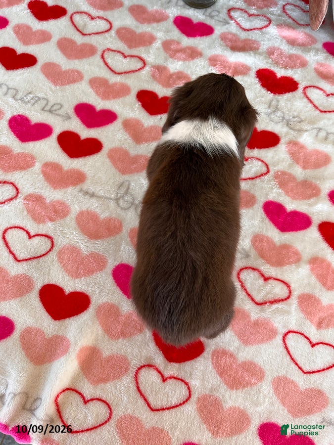 Miniature Dachshund dogs Brownie - Ad 2