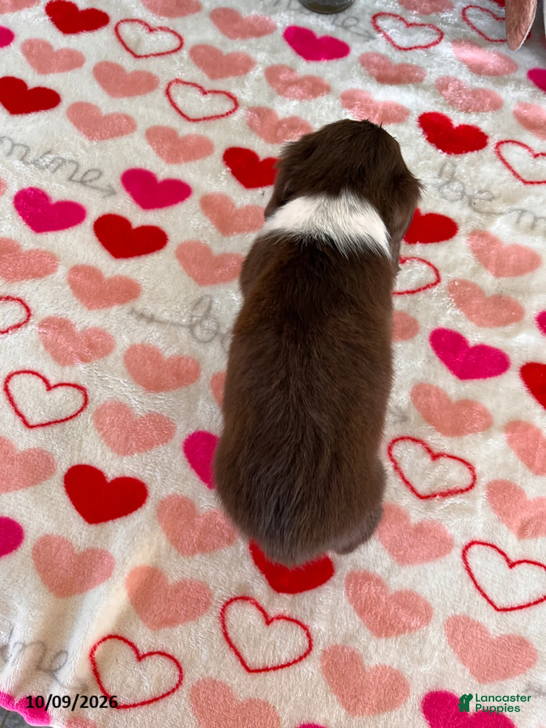 Miniature Dachshund dogs for sale: Brownie - Ad 2