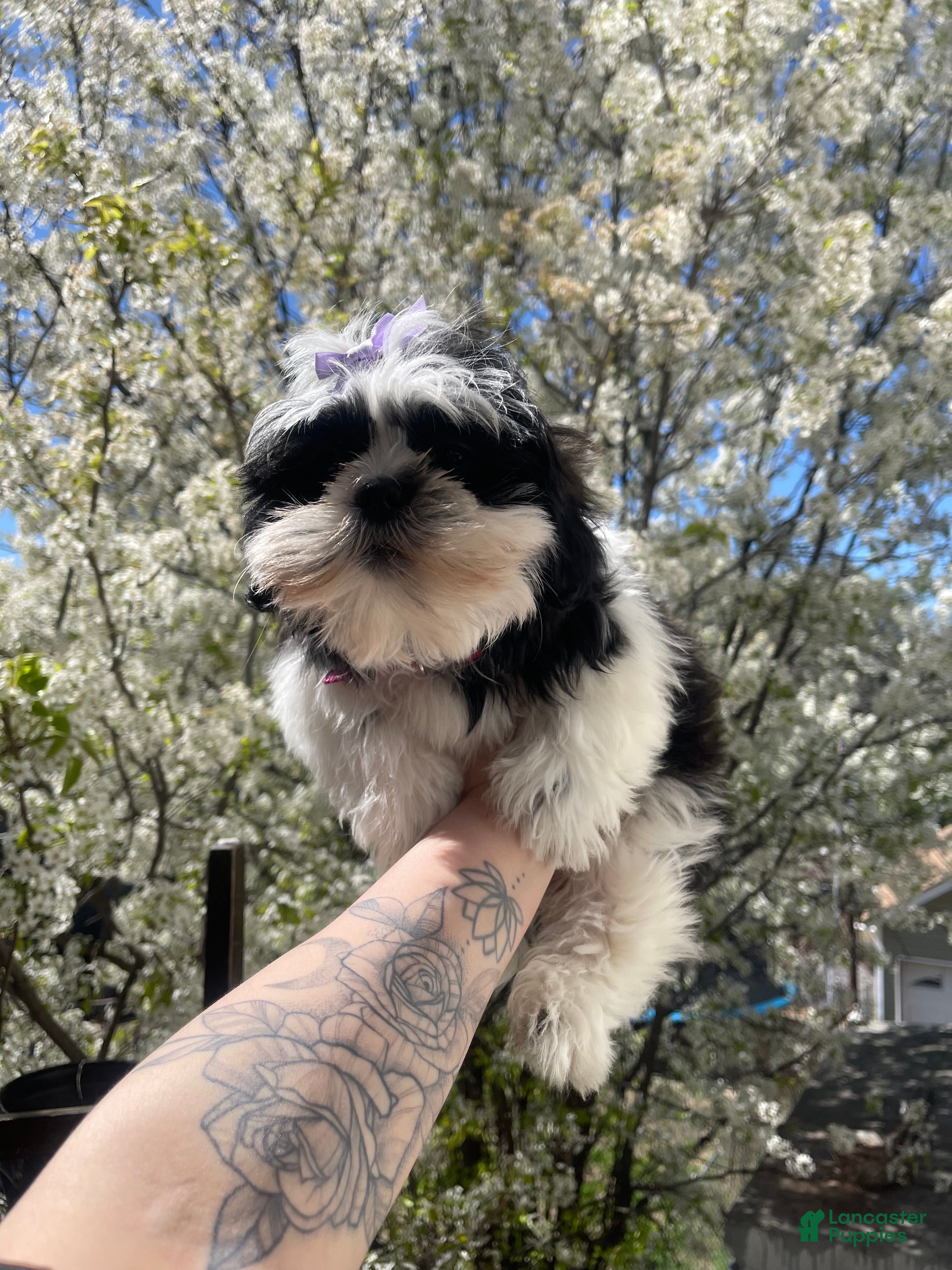 Shih Tzu dogs for sale: Oreo🩷 - Ad 1
