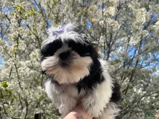 Shih Tzu dogs Oreo🩷 - Ad 35