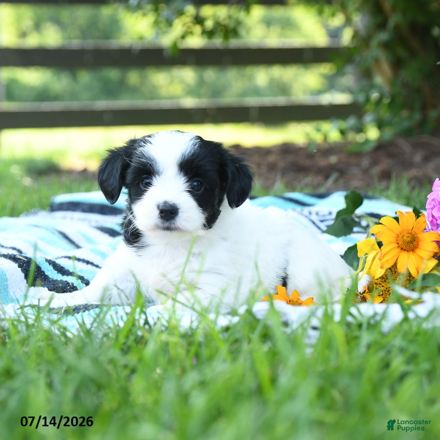 Mixed Breed dogs Mabel - Ad 2