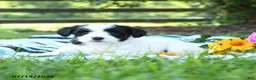 Mixed Breed dogs for sale: Mabel - Ad 2