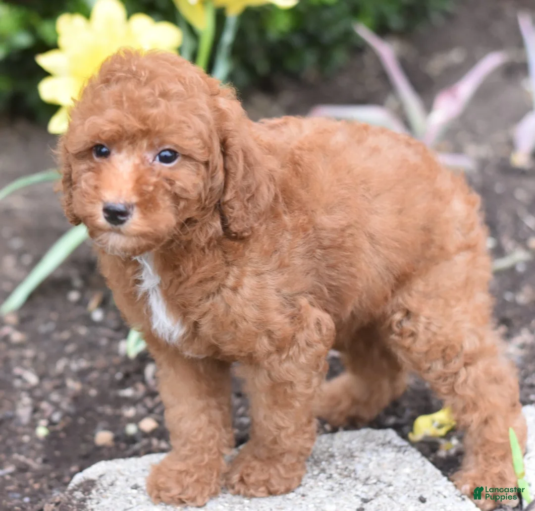 Miniature Poodle dogs for sale: Payton - Ad 1
