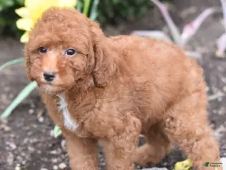 Miniature Poodle dogs for sale: Payton - Ad 4