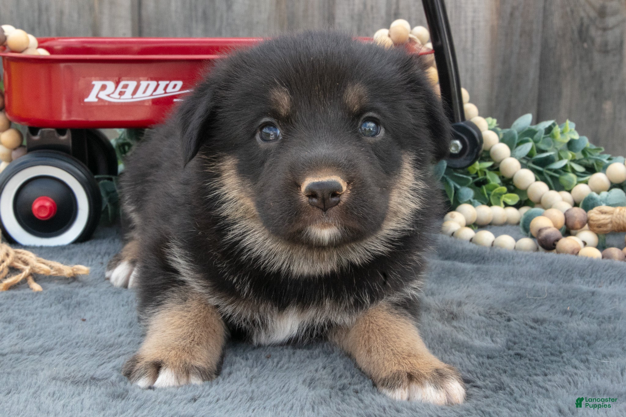 Mixed Breed dogs Gus - Ad 2