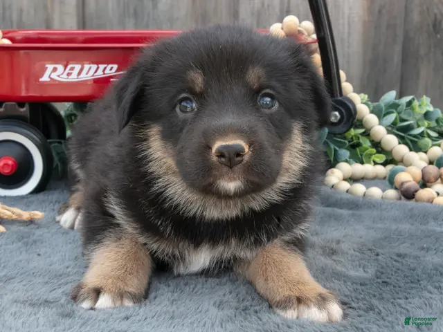 Mixed Breed dogs for sale: Gus - Ad 2