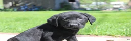 Labrador Retriever dogs for sale: Labrador Retriever Winston - Ad 10