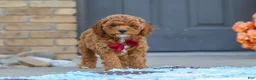 Cavapoo dogs for sale: Finn - Ad 4