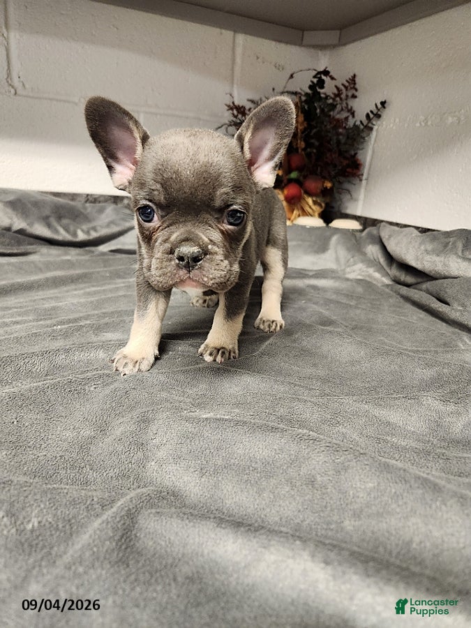 French Bulldog dogs Axle - Ad 2
