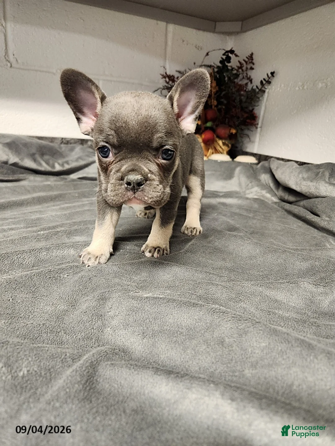French Bulldog dogs for sale: Axle - Ad 2