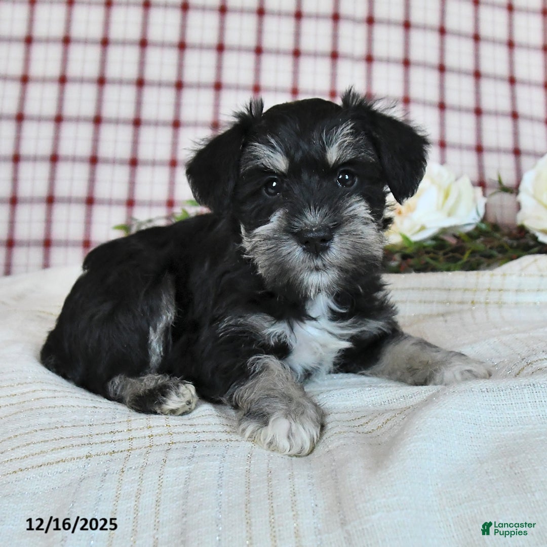 Miniature Schnauzer dogs for sale: Bella   - Ad 2