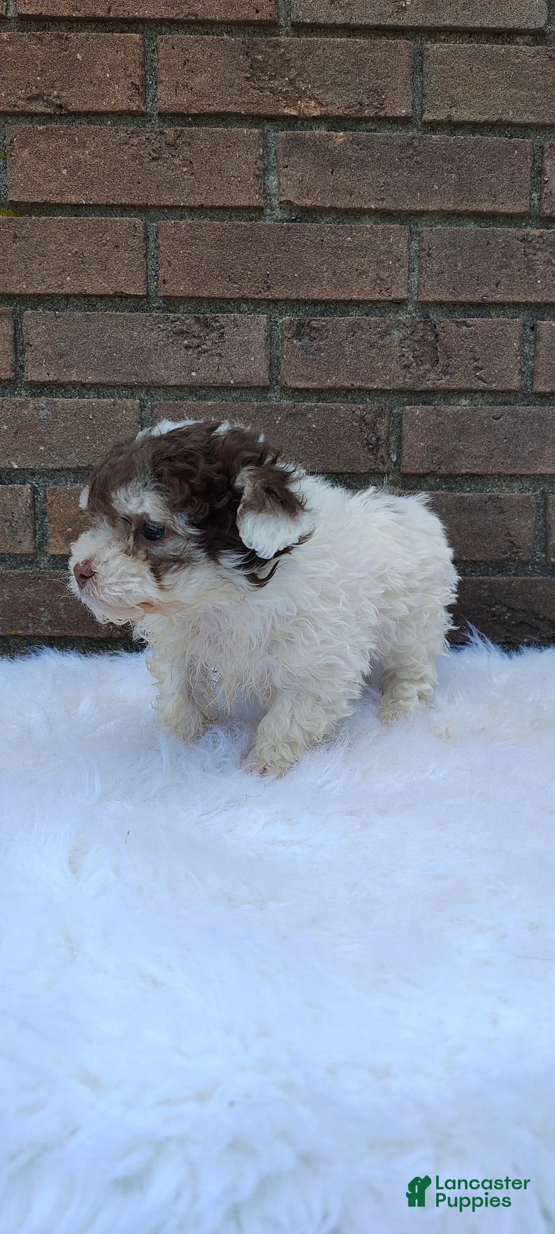 Maltipoo dogs for sale: Maltipoo Puppy 2 - Ad 9