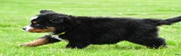 Bernese Mountain Dog dogs for sale: Rocket - Ad 4