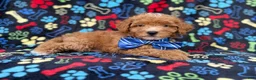 Cavapoo dogs for sale: Artie - Ad 4