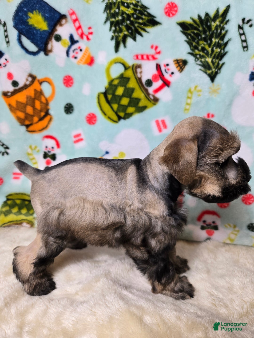 Miniature Schnauzer dogs for sale: Mike Wazowski - Ad 5