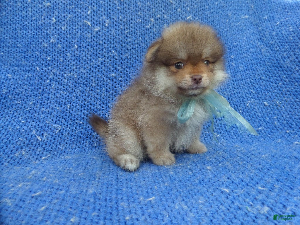 Pomeranian dogs Caramel - Ad 8