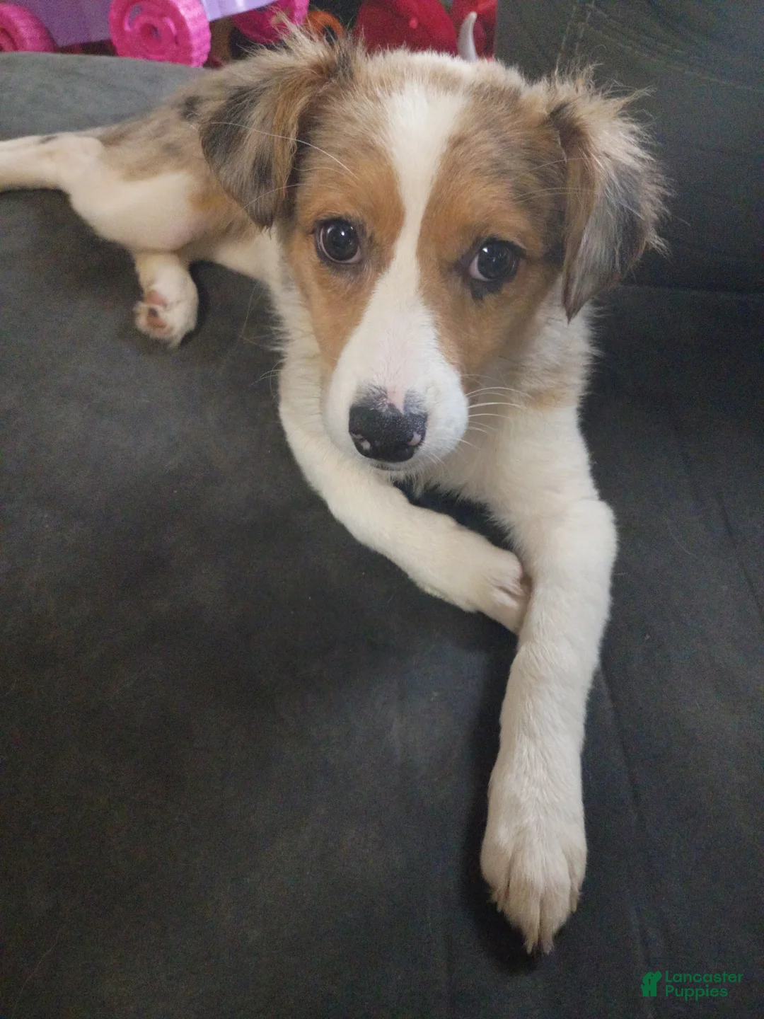Mixed Breed dogs for sale: Cupcake - Ad 6