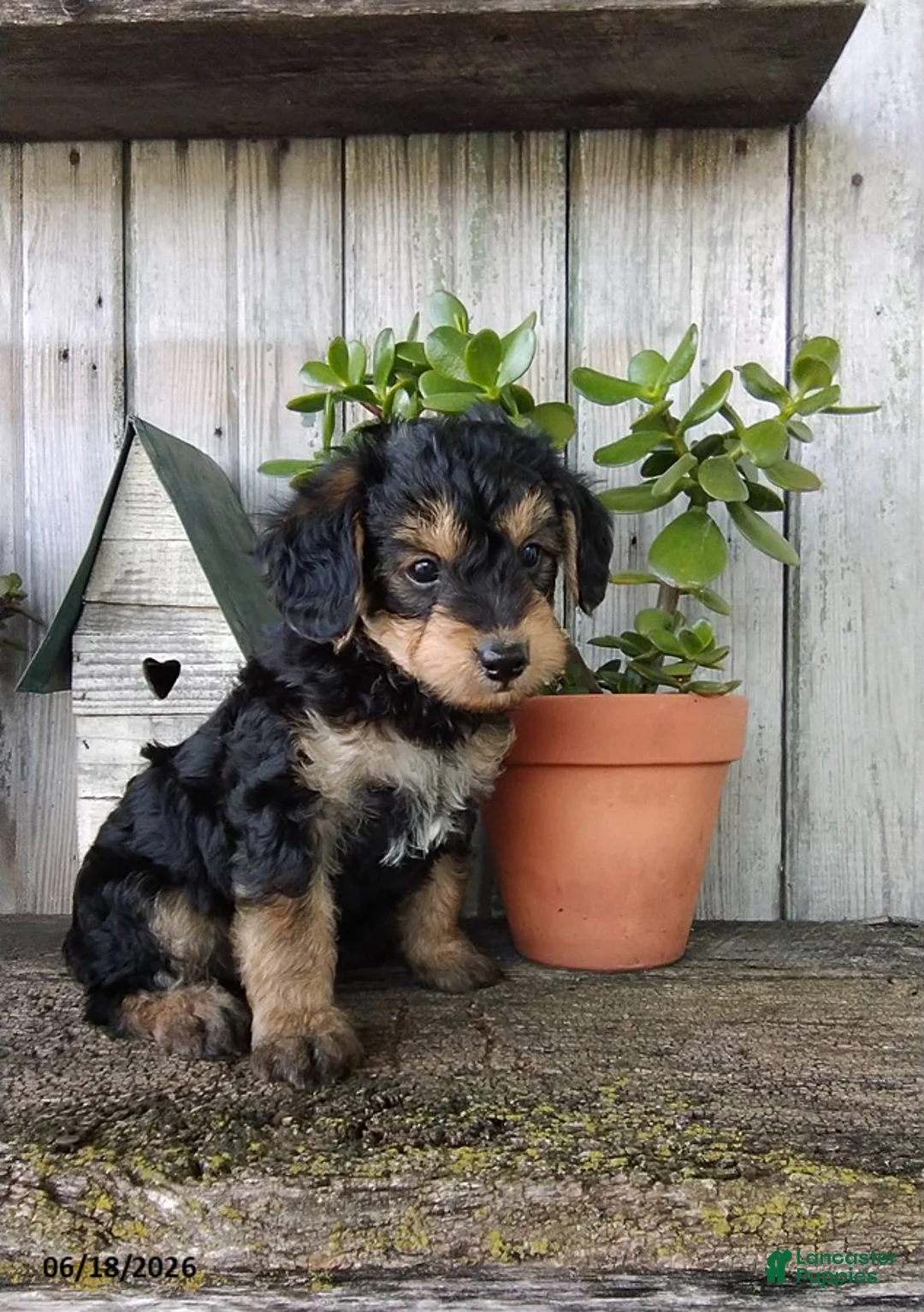 Yorkiepoo dogs for sale: Chase - Ad 5