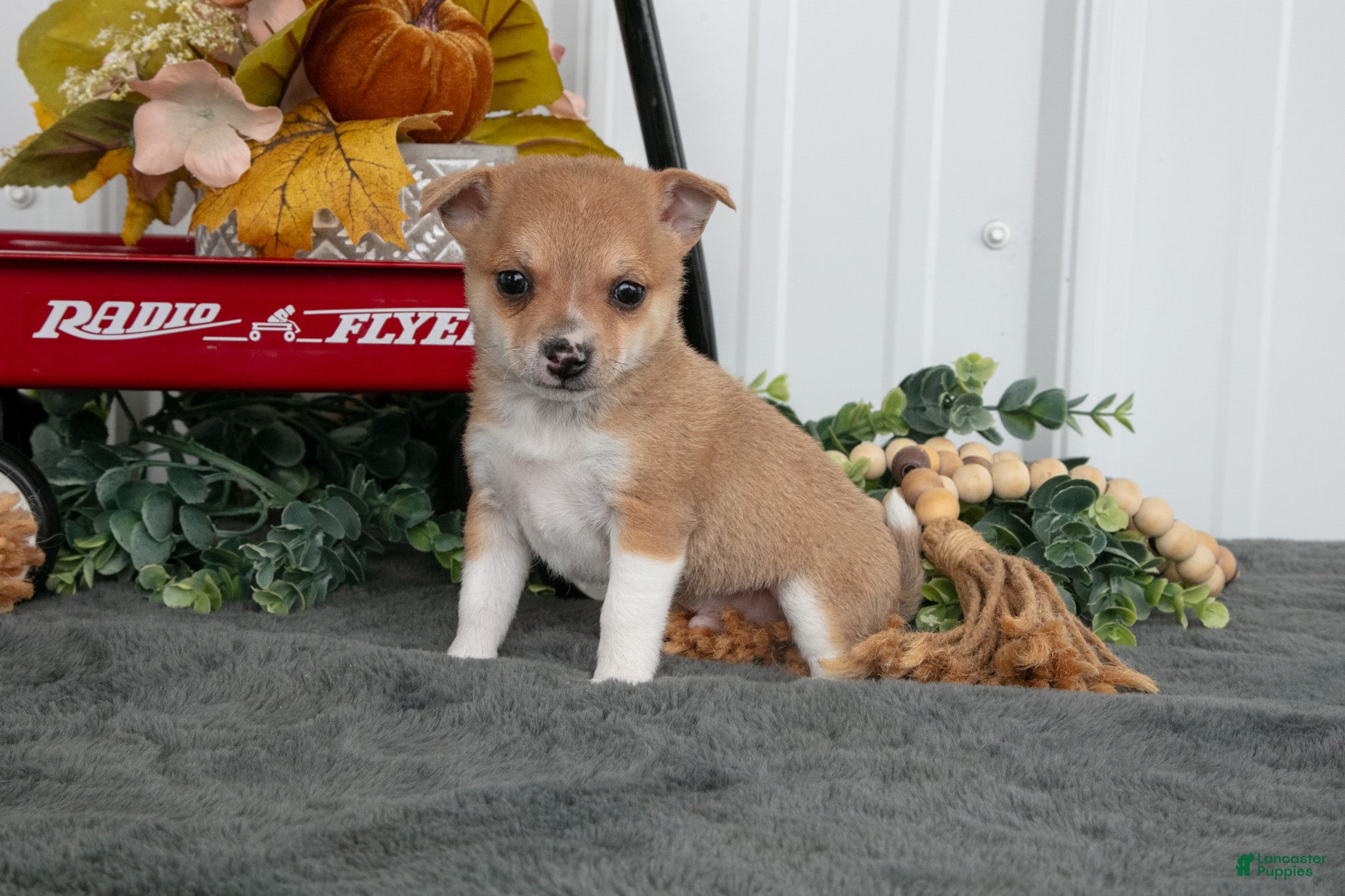 Chihuahua dogs Freddy - Ad 2