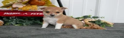 Chihuahua dogs for sale: Freddy - Ad 2