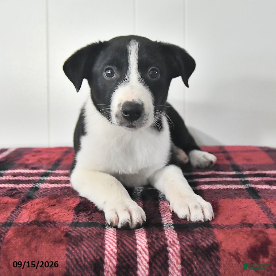 Mixed Breed dogs Bonnie - Ad 1