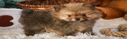 Pomeranian dogs for sale: Mr. Darcy - Ad 1