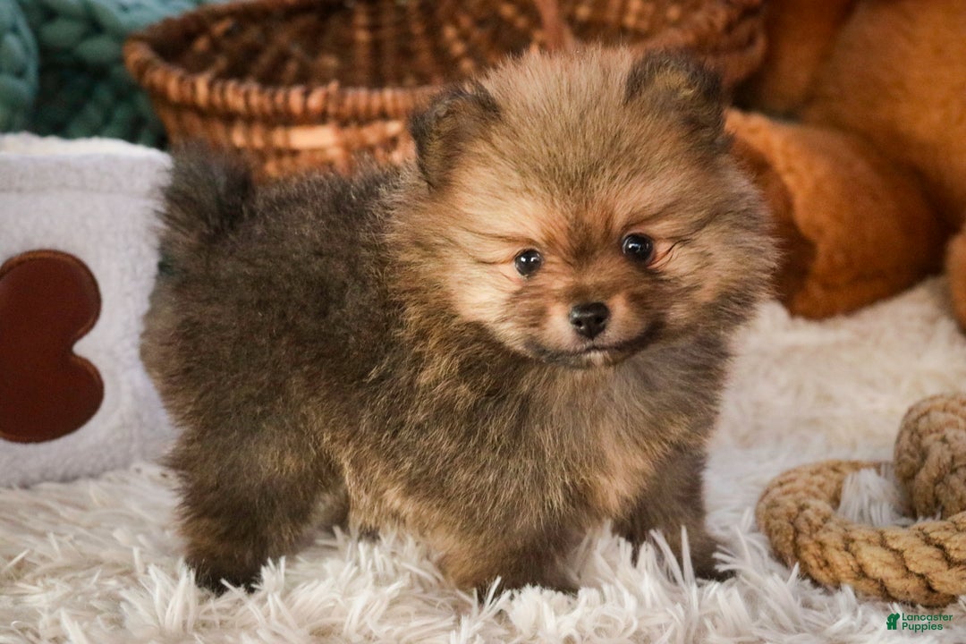 Pomeranian dogs for sale: Mr. Darcy - Ad 1