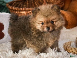 Pomeranian dogs Mr. Darcy - Ad 25