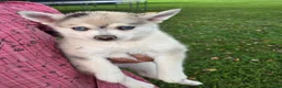 Pomsky dogs for sale: Honeysuckle  - Ad 4