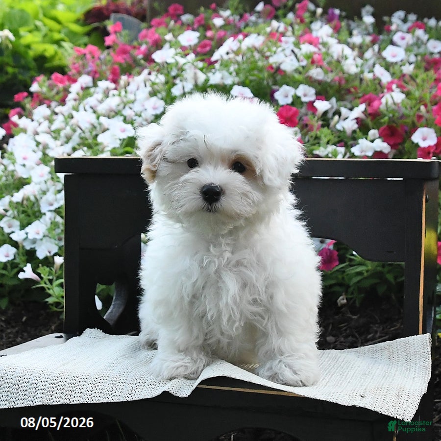 Maltipoo dogs Rose  - Ad 1