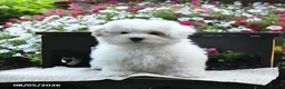 Maltipoo dogs for sale: Rose  - Ad 1