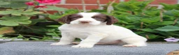 English Springer Spaniel dogs for sale: Trigger - Ad 3