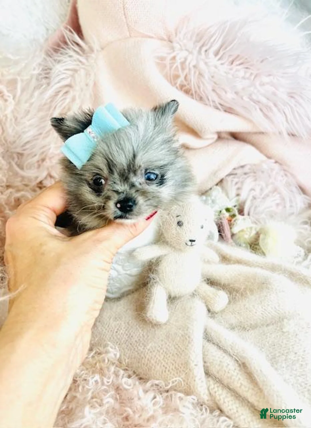 Pomeranian dogs for sale: Pomeranian Puppy 1 - Ad 4