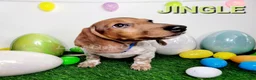 Miniature Dachshund dogs for sale: Jingle Miniature Dachshund Puppy 1 - Ad 11