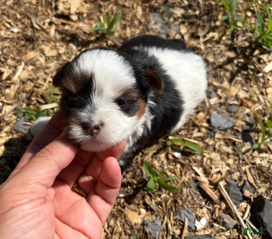 Shorkie dogs for sale: Fiona - Ad 2