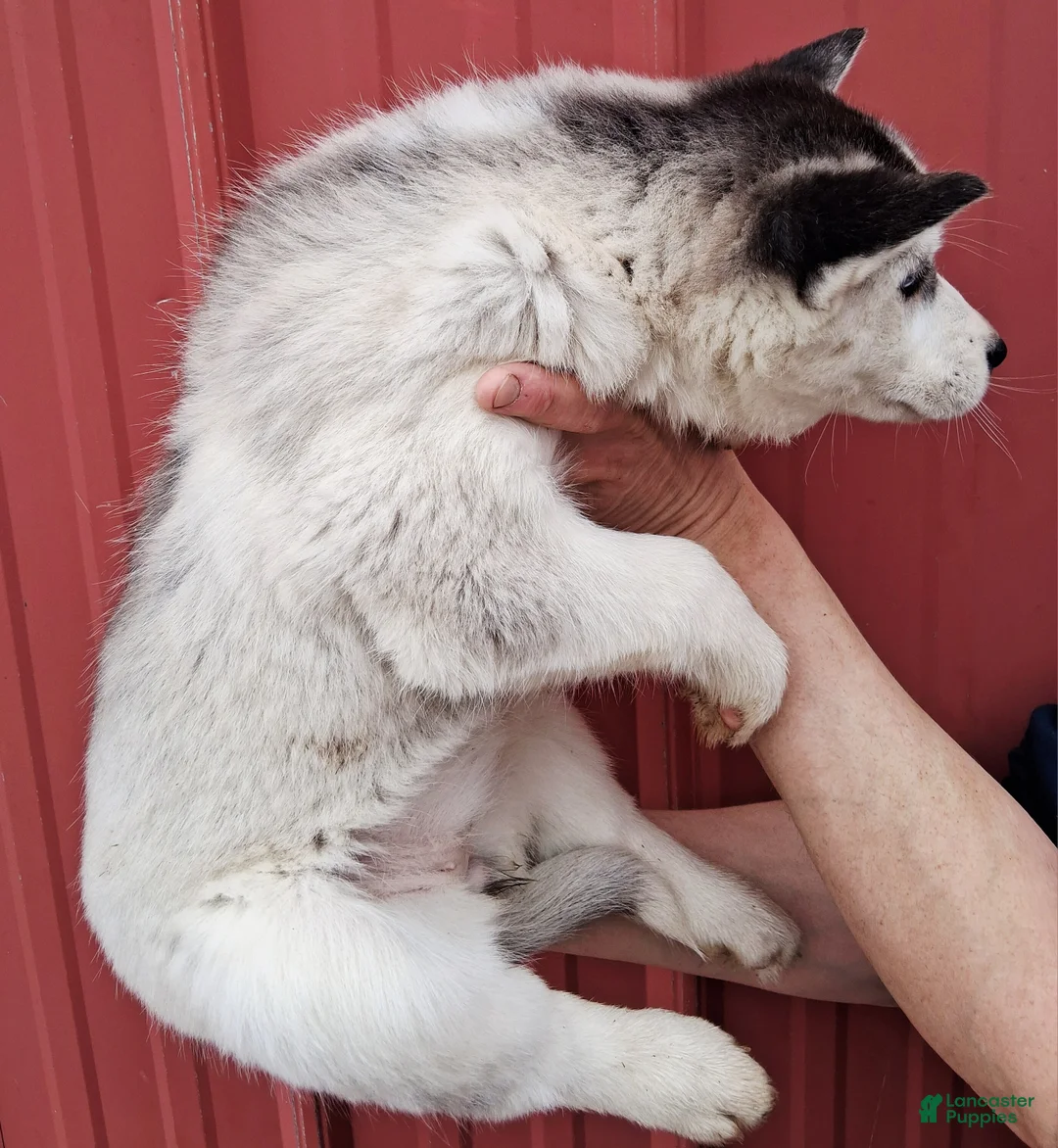 Siberian Husky dogs for sale: Maggy - Ad 4