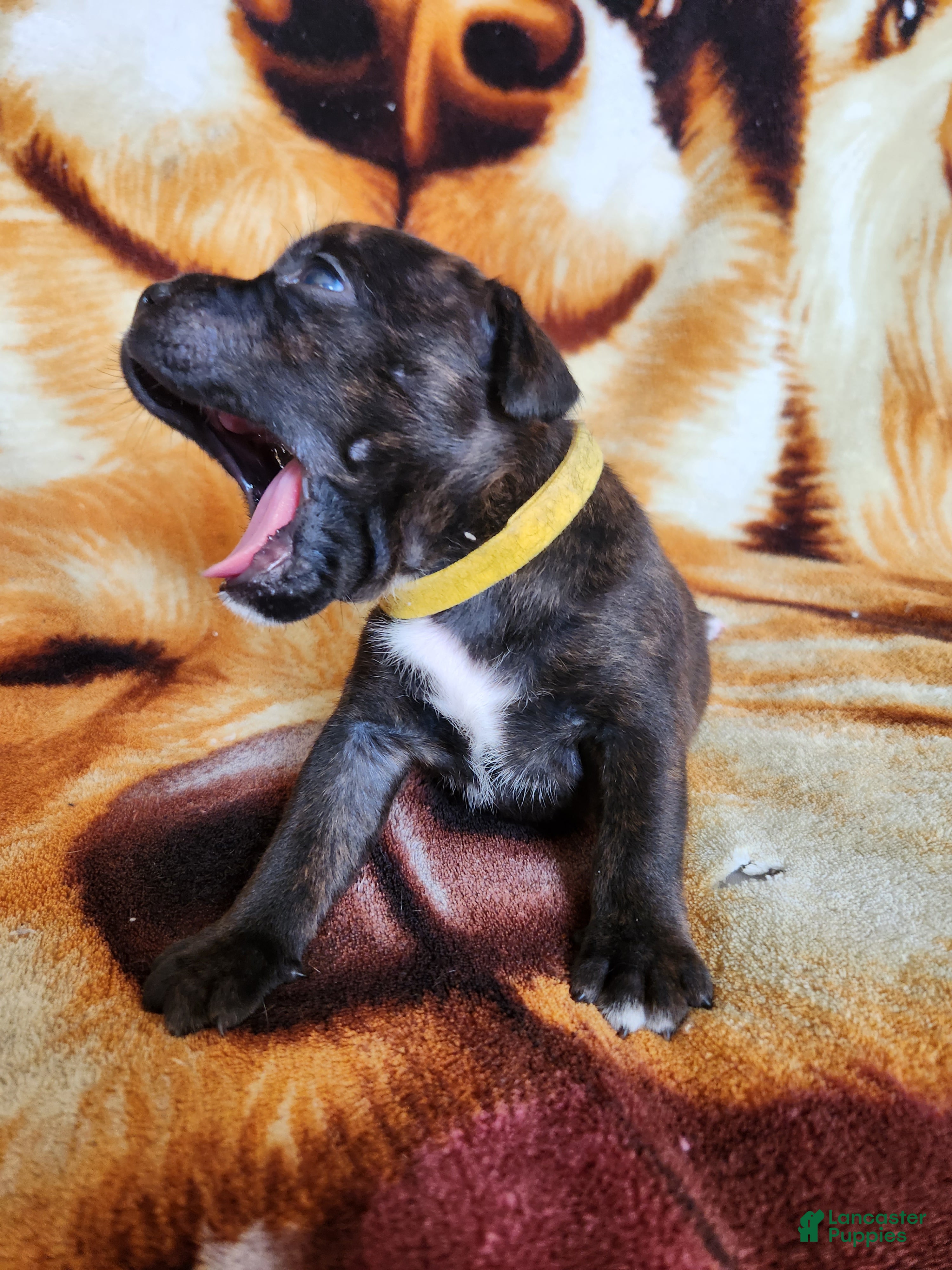 Staffordshire Bull Terrier dogs Yolo - Ad 1
